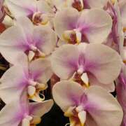 ヒメ日記 2025/10/14 07:00 投稿 愛沢みゆ アラフォーna奥様 アラフィフna奥様（埼玉ハレ系）