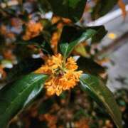 ヒメ日記 2025/10/22 07:00 投稿 愛沢みゆ アラフォーna奥様 アラフィフna奥様（埼玉ハレ系）