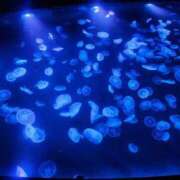 ヒメ日記 2025/11/14 19:01 投稿 愛沢みゆ アラフォーna奥様 アラフィフna奥様（埼玉ハレ系）