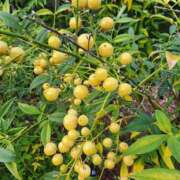 ヒメ日記 2025/11/18 12:03 投稿 愛沢みゆ アラフォーna奥様 アラフィフna奥様（埼玉ハレ系）