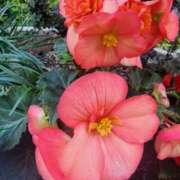 ヒメ日記 2025/11/20 07:00 投稿 愛沢みゆ アラフォーna奥様 アラフィフna奥様（埼玉ハレ系）