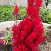 ヒメ日記 2025/11/22 07:01 投稿 愛沢みゆ アラフォーna奥様 アラフィフna奥様（埼玉ハレ系）