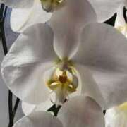 ヒメ日記 2025/11/26 12:02 投稿 愛沢みゆ アラフォーna奥様 アラフィフna奥様（埼玉ハレ系）