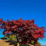 ヒメ日記 2025/11/27 07:00 投稿 愛沢みゆ アラフォーna奥様 アラフィフna奥様（埼玉ハレ系）