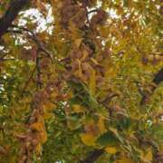 ヒメ日記 2025/11/29 07:01 投稿 愛沢みゆ アラフォーna奥様 アラフィフna奥様（埼玉ハレ系）