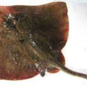 愛沢みゆ 初めましての アラフォーna奥様 アラフィフna奥様（埼玉ハレ系）