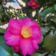 ヒメ日記 2025/12/17 07:00 投稿 愛沢みゆ アラフォーna奥様 アラフィフna奥様（埼玉ハレ系）