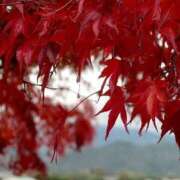 ヒメ日記 2025/12/23 07:01 投稿 愛沢みゆ アラフォーna奥様 アラフィフna奥様（埼玉ハレ系）