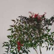 ヒメ日記 2026/01/02 07:00 投稿 愛沢みゆ アラフォーna奥様 アラフィフna奥様（埼玉ハレ系）