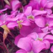 ヒメ日記 2026/01/07 07:01 投稿 愛沢みゆ アラフォーna奥様 アラフィフna奥様（埼玉ハレ系）