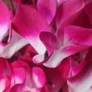 ヒメ日記 2026/01/09 21:00 投稿 愛沢みゆ アラフォーna奥様 アラフィフna奥様（埼玉ハレ系）