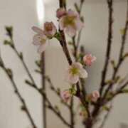 ヒメ日記 2026/01/11 19:00 投稿 愛沢みゆ アラフォーna奥様 アラフィフna奥様（埼玉ハレ系）