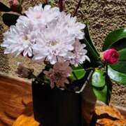 ヒメ日記 2026/01/25 07:00 投稿 愛沢みゆ アラフォーna奥様 アラフィフna奥様（埼玉ハレ系）