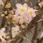 ヒメ日記 2026/02/14 07:01 投稿 愛沢みゆ アラフォーna奥様 アラフィフna奥様（埼玉ハレ系）