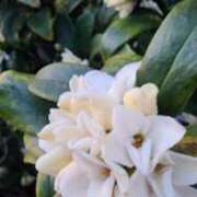 ヒメ日記 2026/03/02 07:00 投稿 愛沢みゆ アラフォーna奥様 アラフィフna奥様（埼玉ハレ系）