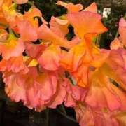 ヒメ日記 2026/03/11 19:01 投稿 愛沢みゆ アラフォーna奥様 アラフィフna奥様（埼玉ハレ系）