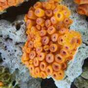 ヒメ日記 2026/03/12 07:00 投稿 愛沢みゆ アラフォーna奥様 アラフィフna奥様（埼玉ハレ系）