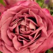 ヒメ日記 2026/03/13 07:01 投稿 愛沢みゆ アラフォーna奥様 アラフィフna奥様（埼玉ハレ系）