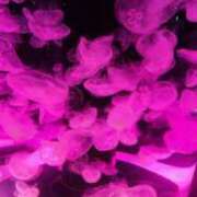 ヒメ日記 2026/03/15 07:00 投稿 愛沢みゆ アラフォーna奥様 アラフィフna奥様（埼玉ハレ系）