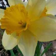 ヒメ日記 2026/03/27 07:00 投稿 愛沢みゆ アラフォーna奥様 アラフィフna奥様（埼玉ハレ系）