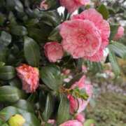 ヒメ日記 2026/03/30 19:01 投稿 愛沢みゆ アラフォーna奥様 アラフィフna奥様（埼玉ハレ系）