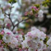 ヒメ日記 2026/04/03 07:01 投稿 愛沢みゆ アラフォーna奥様 アラフィフna奥様（埼玉ハレ系）