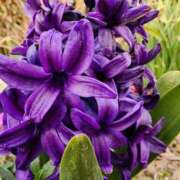 ヒメ日記 2026/04/05 07:01 投稿 愛沢みゆ アラフォーna奥様 アラフィフna奥様（埼玉ハレ系）