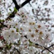 ヒメ日記 2026/04/06 07:01 投稿 愛沢みゆ アラフォーna奥様 アラフィフna奥様（埼玉ハレ系）