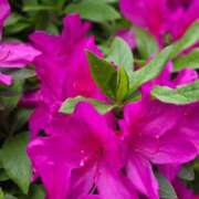 ヒメ日記 2026/04/08 07:02 投稿 愛沢みゆ アラフォーna奥様 アラフィフna奥様（埼玉ハレ系）