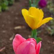 ヒメ日記 2026/04/15 19:00 投稿 愛沢みゆ アラフォーna奥様 アラフィフna奥様（埼玉ハレ系）