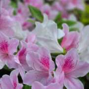 愛沢みゆ 昨日は アラフォーna奥様 アラフィフna奥様（埼玉ハレ系）