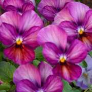 愛沢みゆ おうちでゆっくりします アラフォーna奥様 アラフィフna奥様（埼玉ハレ系）