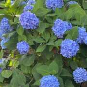 ヒメ日記 2026/06/16 19:02 投稿 愛沢みゆ アラフォーna奥様 アラフィフna奥様（埼玉ハレ系）