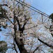 ヒメ日記 2025/04/08 09:54 投稿 まゆ☆清楚＆素人の良いとこ取り♪ 妹系イメージSOAP萌えフードル学園 大宮本校