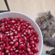 ヒメ日記 2026/01/29 12:19 投稿 まゆ☆清楚＆素人の良いとこ取り♪ 妹系イメージSOAP萌えフードル学園 大宮本校