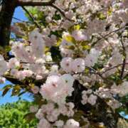 ヒメ日記 2026/04/16 08:27 投稿 まゆ☆清楚＆素人の良いとこ取り♪ 妹系イメージSOAP萌えフードル学園 大宮本校