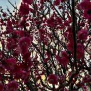 ヒメ日記 2025/02/15 06:33 投稿 ななこ 小田原人妻城