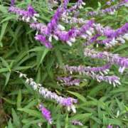 ヒメ日記 2025/10/25 05:47 投稿 ななこ 小田原人妻城