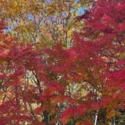 ヒメ日記 2025/11/17 04:40 投稿 ななこ 小田原人妻城