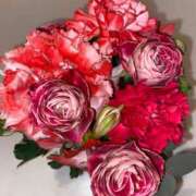 ヒメ日記 2025/05/27 08:45 投稿 さくら リニューアル