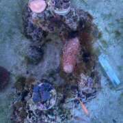 ヒメ日記 2025/10/09 16:00 投稿 さくら リニューアル