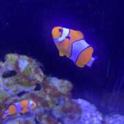 ヒメ日記 2025/10/17 10:02 投稿 さくら リニューアル