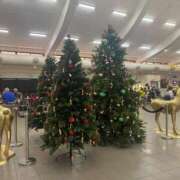 ヒメ日記 2025/12/27 14:28 投稿 さくら リニューアル