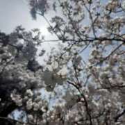 ヒメ日記 2025/04/06 00:03 投稿 おとは ヴィヴィッド・クルーマダム・セカンドヴァージン十三店