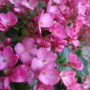 ヒメ日記 2025/05/29 09:54 投稿 りょうこ 国分寺人妻研究会