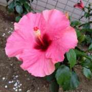 ヒメ日記 2025/06/17 09:52 投稿 りょうこ 国分寺人妻研究会