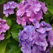 ヒメ日記 2025/06/25 19:50 投稿 りょうこ 国分寺人妻研究会