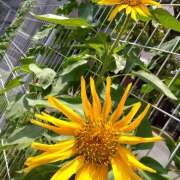 ヒメ日記 2025/07/03 13:01 投稿 りょうこ 国分寺人妻研究会