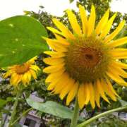 ヒメ日記 2025/08/17 14:44 投稿 りょうこ 国分寺人妻研究会