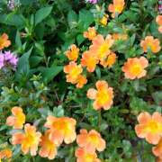 ヒメ日記 2025/09/09 20:21 投稿 りょうこ 国分寺人妻研究会